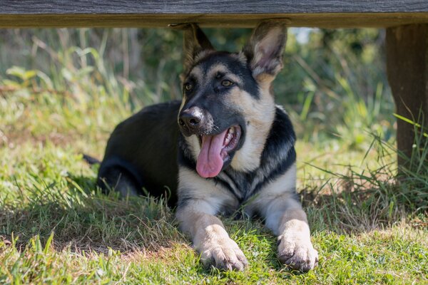 Lo sguardo del cane nell ombra