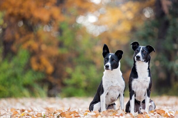 Two friends assess the situation