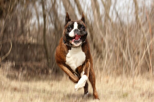 Cane che corre alla riunione sullo sfondo di alberi secchi