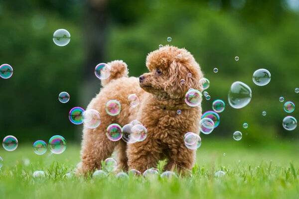 Lindo caniche juega con burbujas