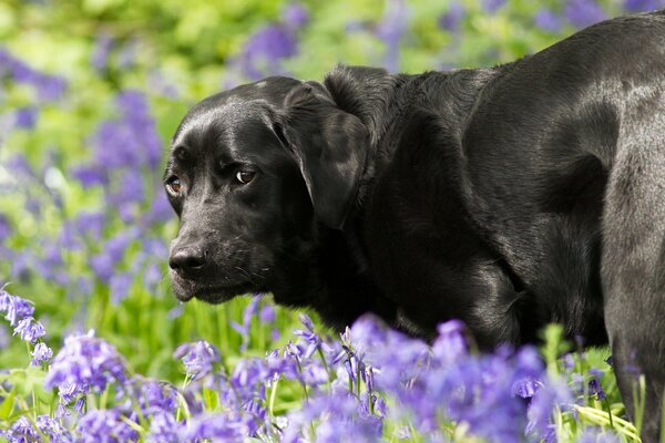 Regard de chien de poire en couleurs
