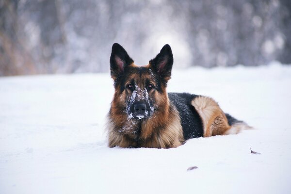Beautiful big dog in the snow