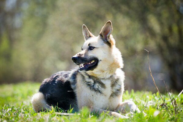 Il cane giace e guarda