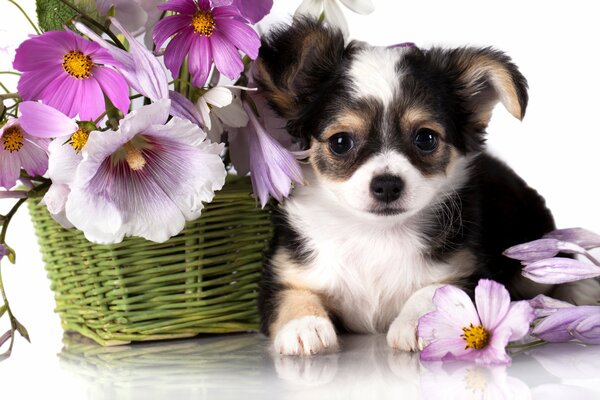 The puppy is lying next to a basket of flowers