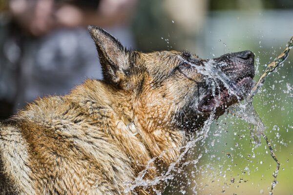 Собака овчарка в брызгах воды