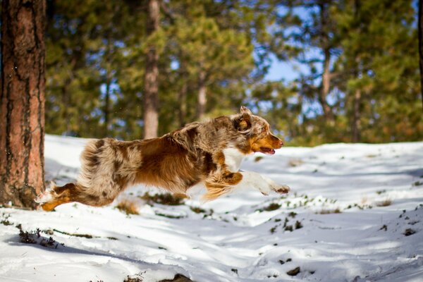 Cane rosso che corre attraverso la foresta nella neve