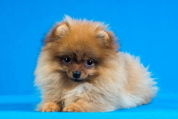 Petit chien avec un regard amical et gentil
