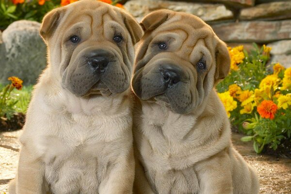 Boules en fleurs, chiots mignons