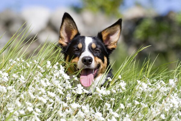 Ein Hund, der aus dem Gras schaut