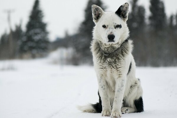 Perro con una mancha en la oreja sentado en la nieve