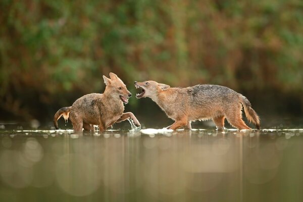 Two gray jackals are fighting in the water