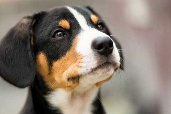 Le regard des yeux du chien