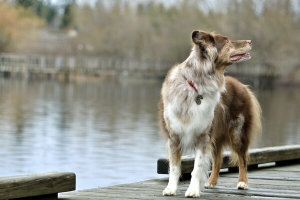 The dog on the bridge turns back