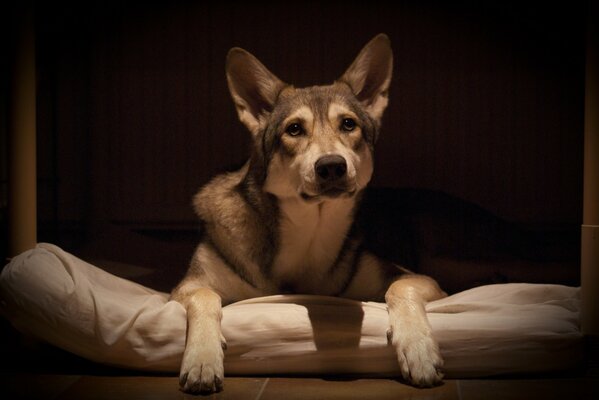 Der Saarloser Wolfhund schaut beim Liegen in die Ferne