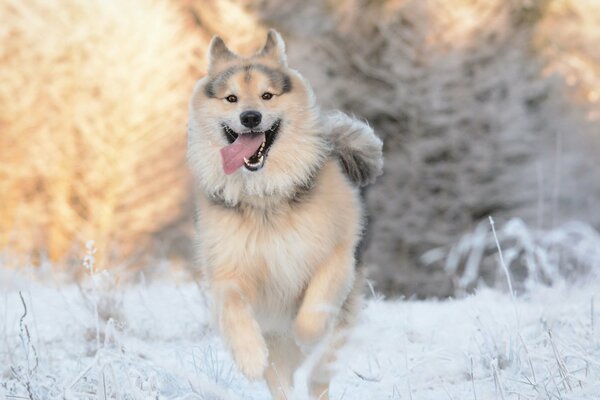 Chien moelleux dans la forêt d hiver