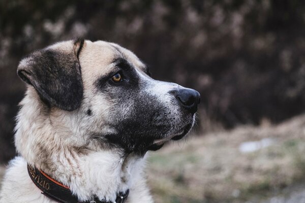 Profil de chien noir et blanc avec collier