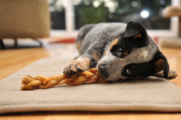 Chiot avec de beaux yeux