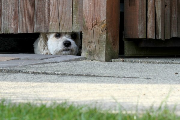 La mirada de un perro pequeño desde debajo de la cerca