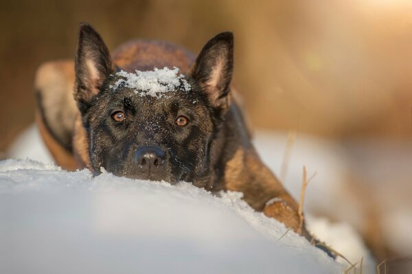 Pastore nascosto nella neve