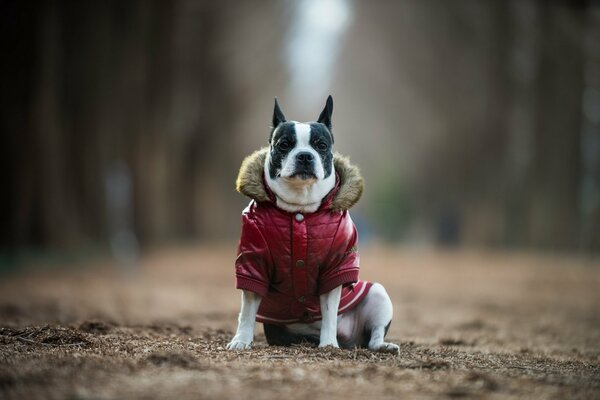 Perro sentado en una chaqueta roja sentado en la hierba