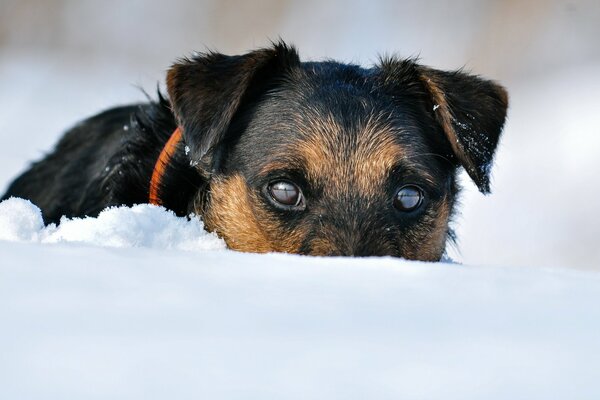 A dog digs a snowdrift with its nose