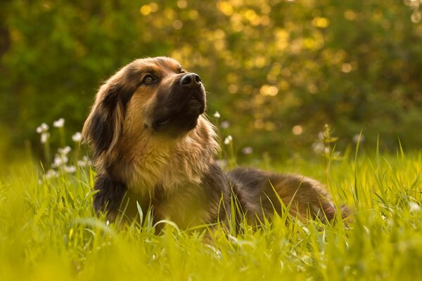 Der Hund im Feld schaut zur Seite