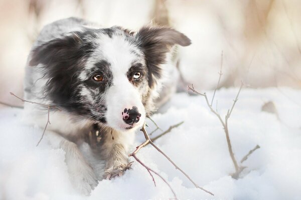 Pёsel gris y blanco en la nieve