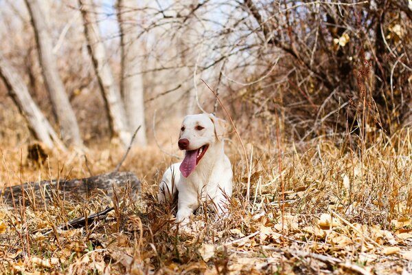 Perro blanco en un paseo de otoño en el bosque
