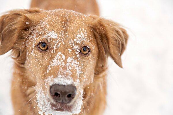 Pelirroja cara en la nieve