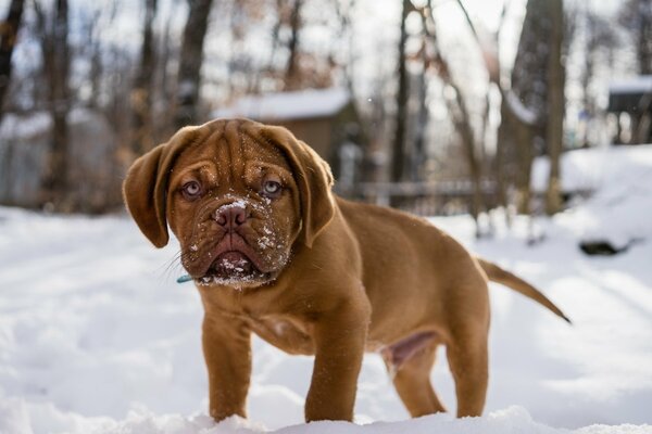 Chiot bulbog Rousse sur la neige