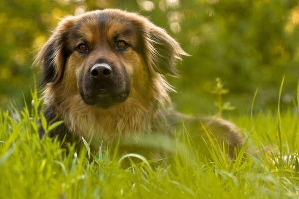Perro acostado de lado en la hierba