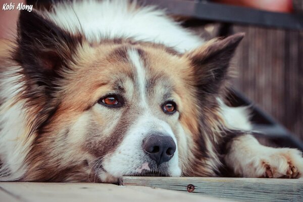 Lo sguardo triste del cane in attesa del proprietario
