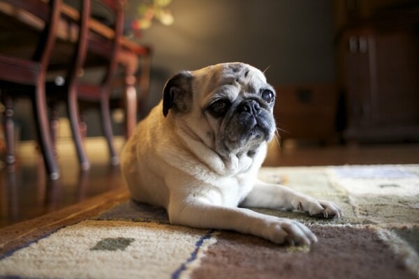 Pug sul tappeto alle sedie