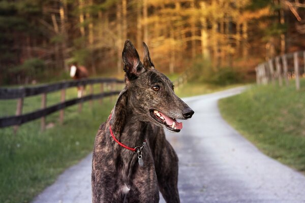 Loyalty in the eyes of a four-legged friend