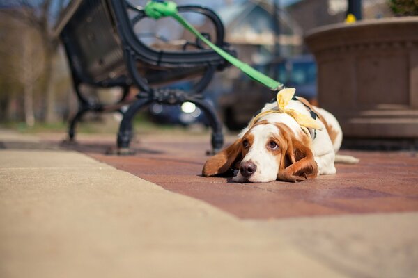 Regard triste du chien, le chien attend le propriétaire, le chien dans le parc