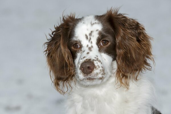 Cane rosso con orecchie lunghe