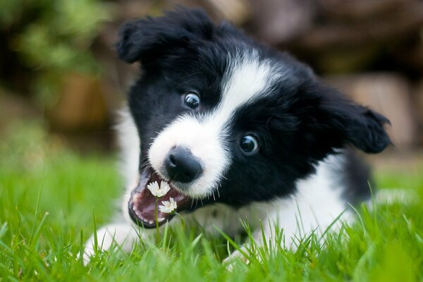 Szczęśliwy i zabawny szczeniak Collie