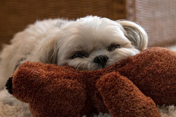Cagnolino sdraiato su un peluche