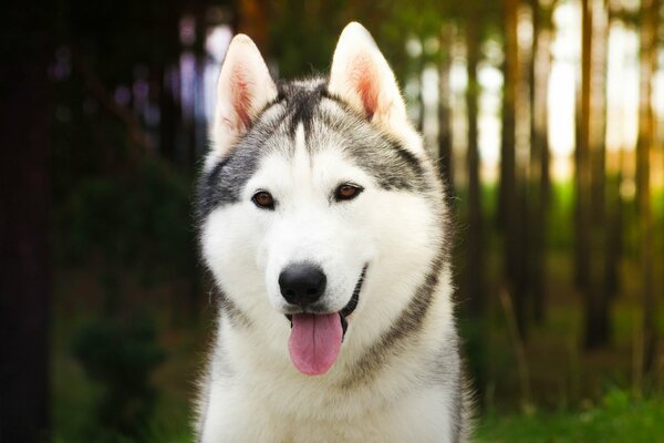 Le chien est le meilleur ami de l homme