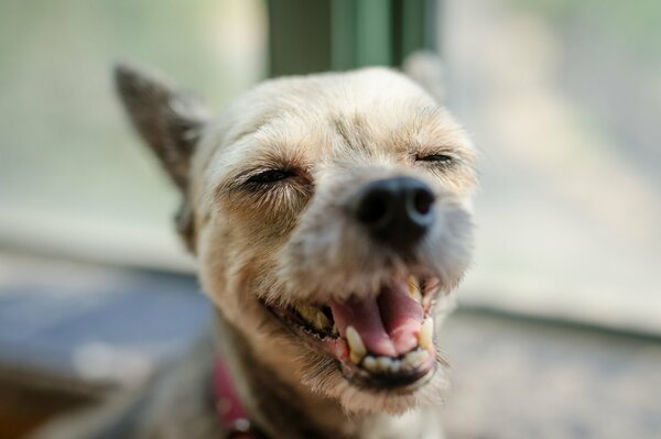 Funny face and nose of a dog