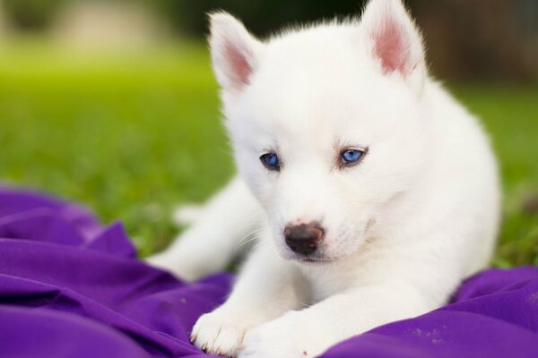Husky blanc sibérien aux yeux bleus