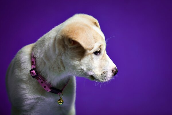 Perro blanco con collar alrededor del cuello