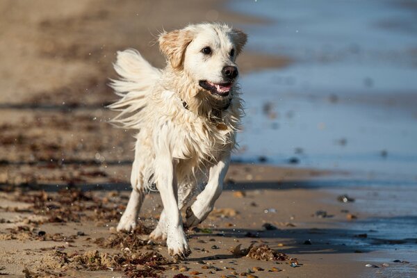 Ein Hund, der am Strand herumläuft
