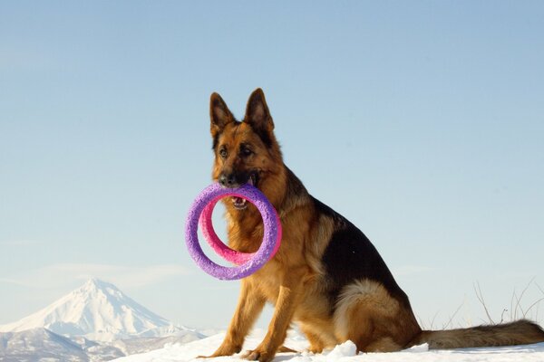 Schäferhund im Schnee hält Spielzeug in den Zähnen