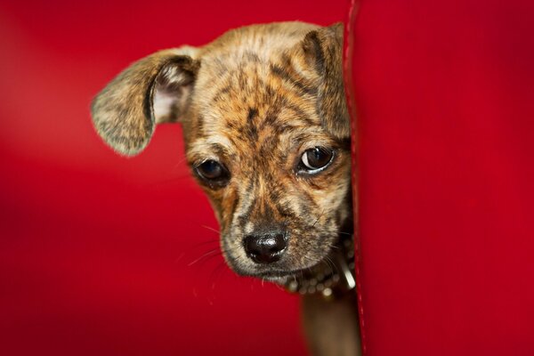 Drôle petit chien furtivement au coin de la rue