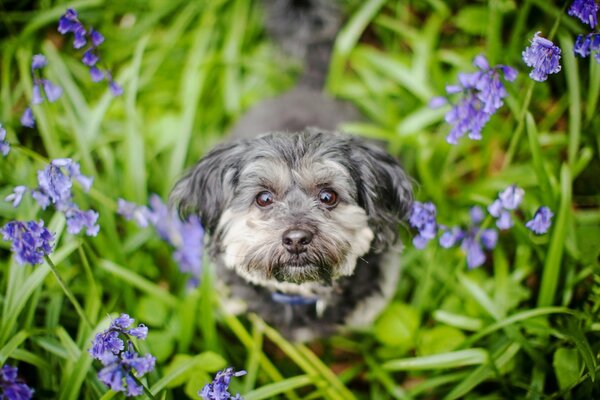 Regard amical d un chien marchant dans l herbe