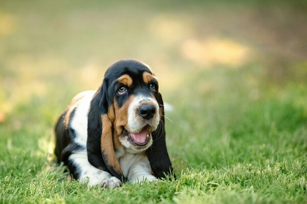 Basset lies on the grass and opened his mouth a little