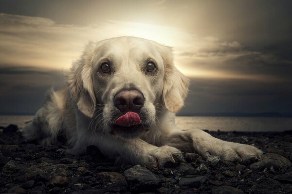 Weißer Labrador bei Sonnenuntergang am Strand