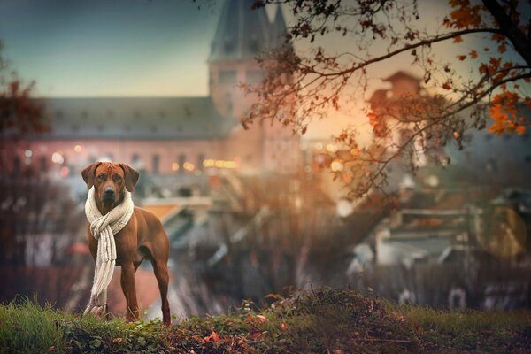 Hund mit weißem Schal im Herbst