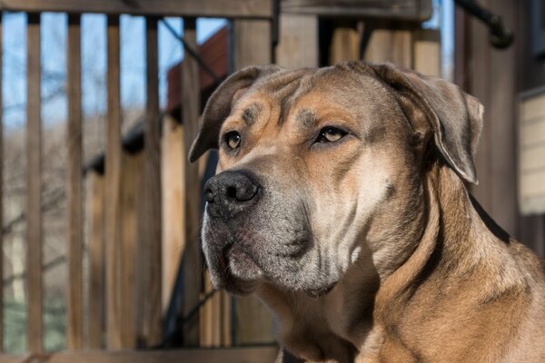 Fidèle chien. le chien garde la maison